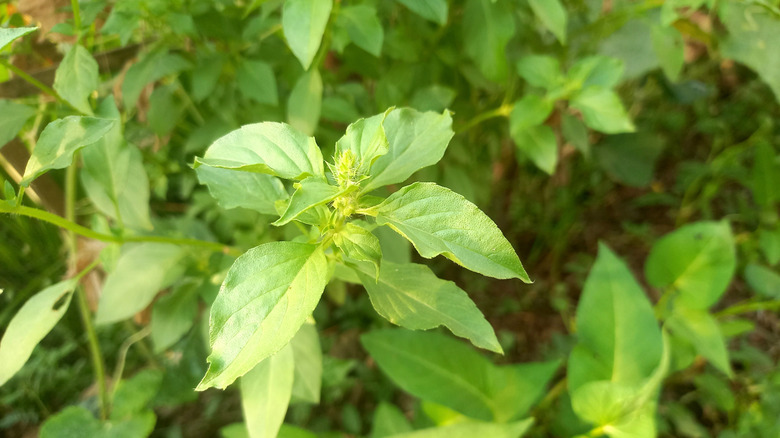 Close-up shot of a healthy green lemon basil plant