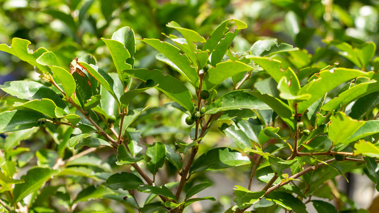 Eugenia axillaris growing in a sunny garden with berries forming on the stems.