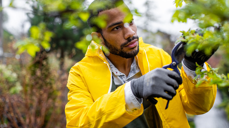 Gardener pruning trees in the rain