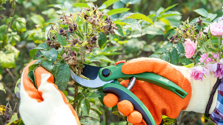 Person cutting dry branches of rose with pruning shears in garden