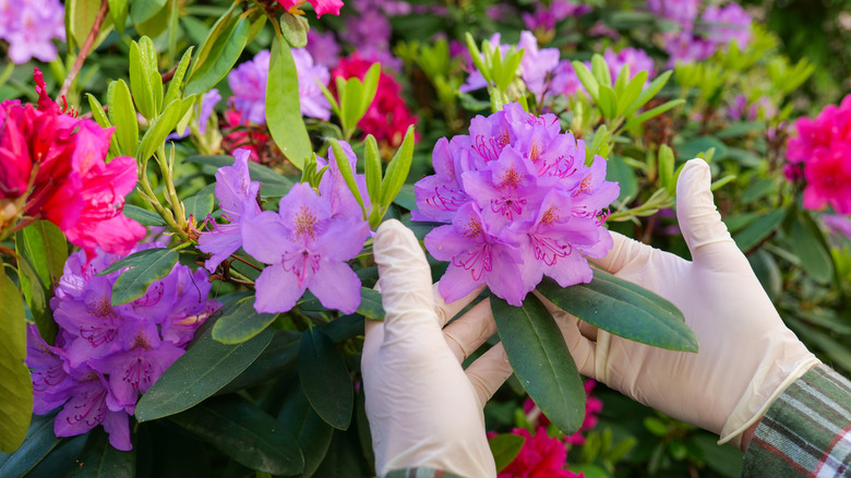 Gardener's hands are holding rhododendron blossoms