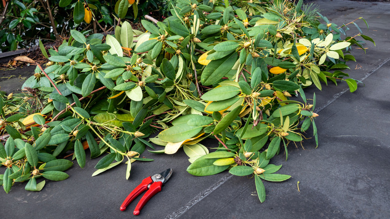 Pruning shears next to cut rhododendron branches