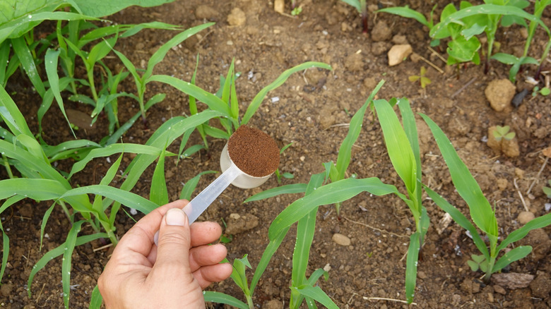 Think Twice Before Putting Coffee Grounds On Seedlings