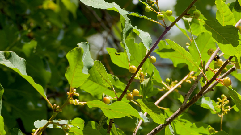 Closeup of the bright green leaves and twisty wines of oriental bittersweet