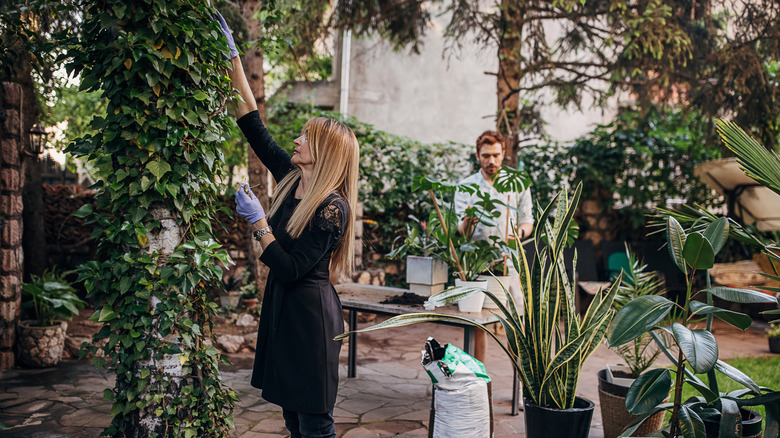 Woman tending to vines in backyard with several plants.