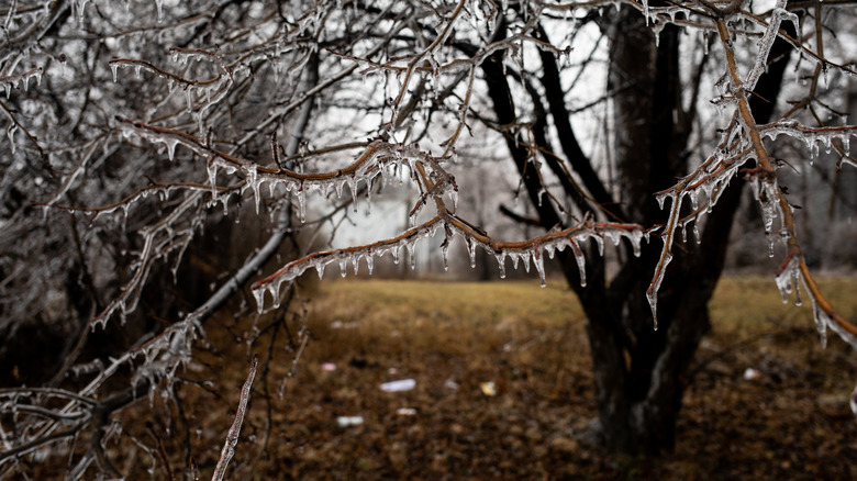 ice storm on trees