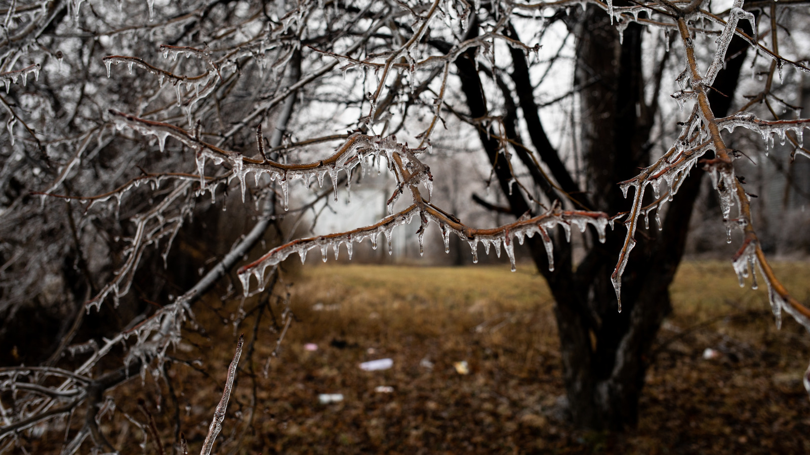 Enviro ice on plants