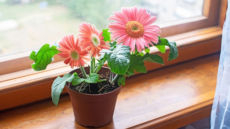 Potted gerbera daisy plant on window