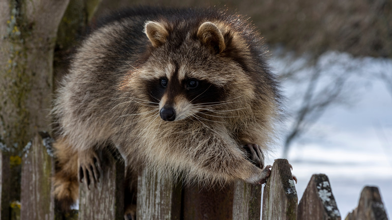Raccoon sits on the fence of a house