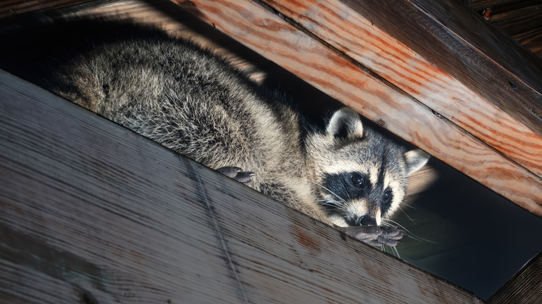 A raccoon sits in an attic