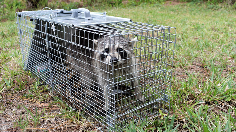 Raccoon in metal trap