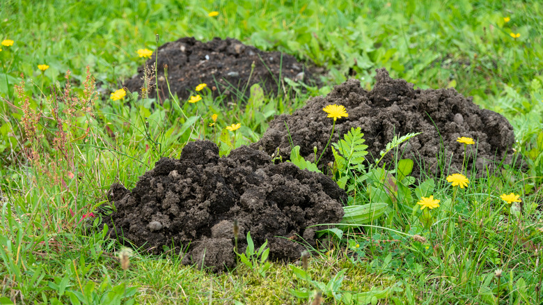 Mole hills on a lawn