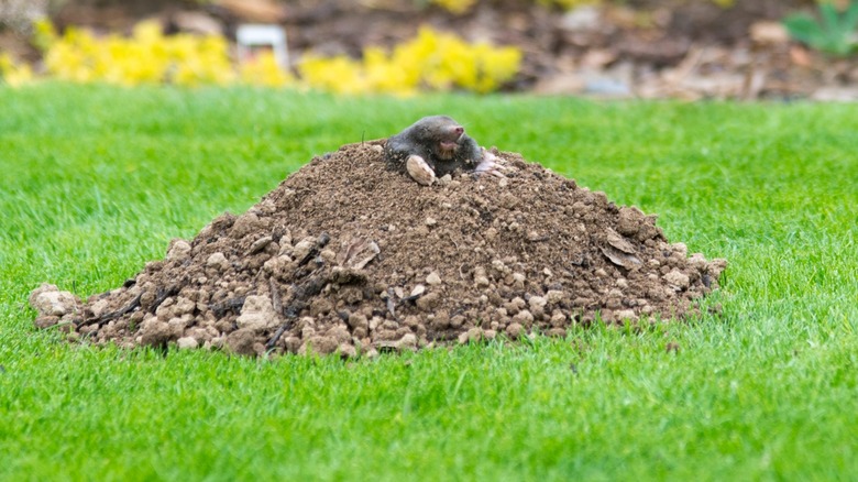 mole in a mole hill