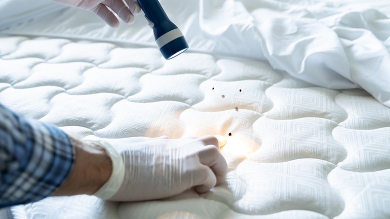 illuminating bedbugs on mattress
