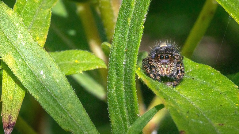 Jumping spider on a leaf