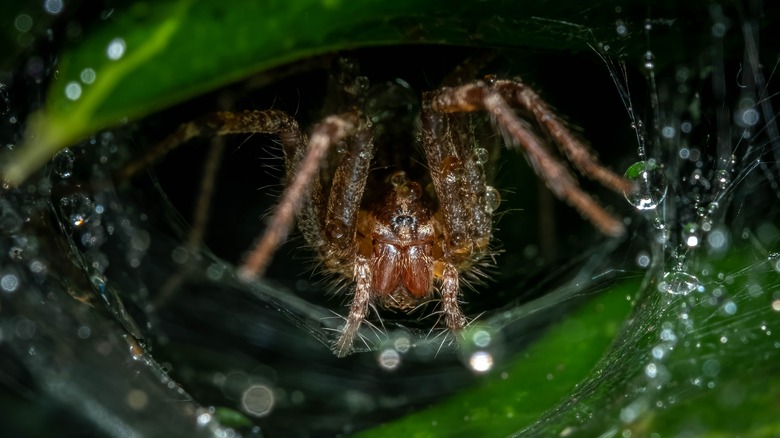 spider in hole
