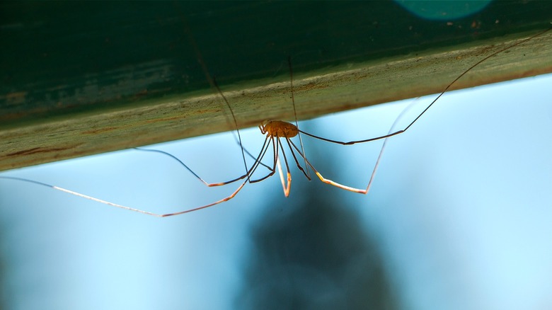 daddy longlegs crawling on wood