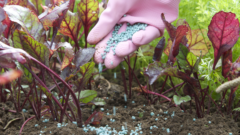 Fertilizing home garden