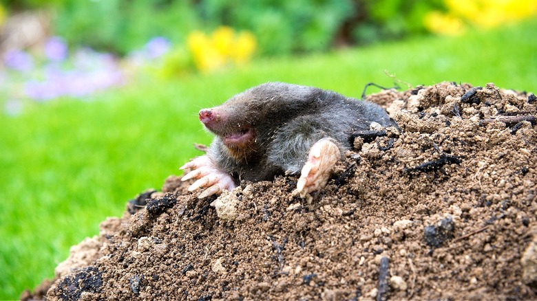 garden mole tunneling in yard