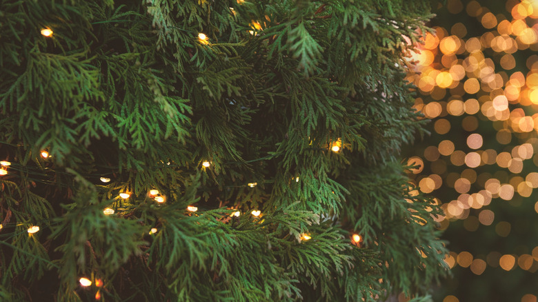 Christmas lights on an evergreen tree