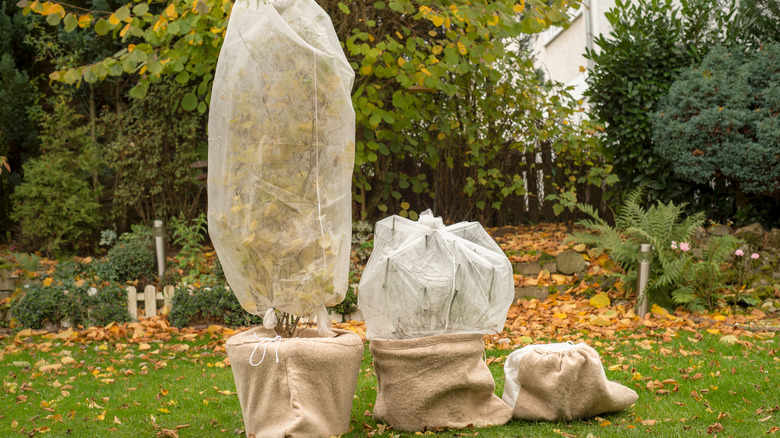 Rows of plants covered in frost tunnels
