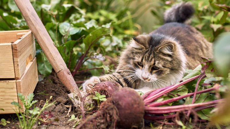 Cat plays with picked beet