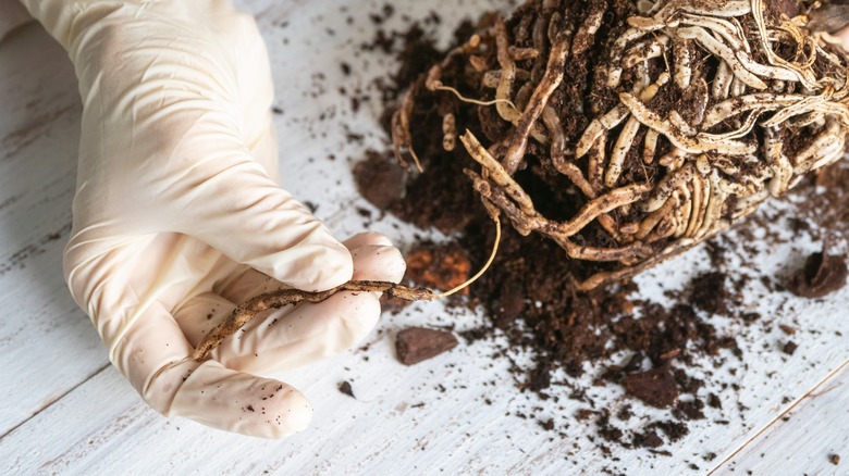 person showing orchid's root rot 