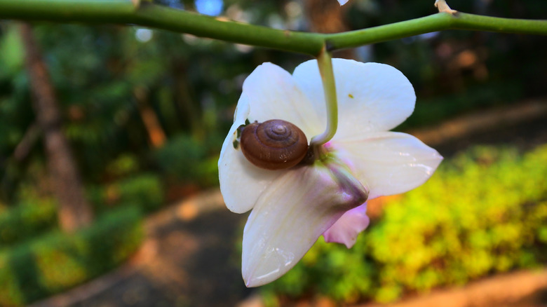 snail on orchid 