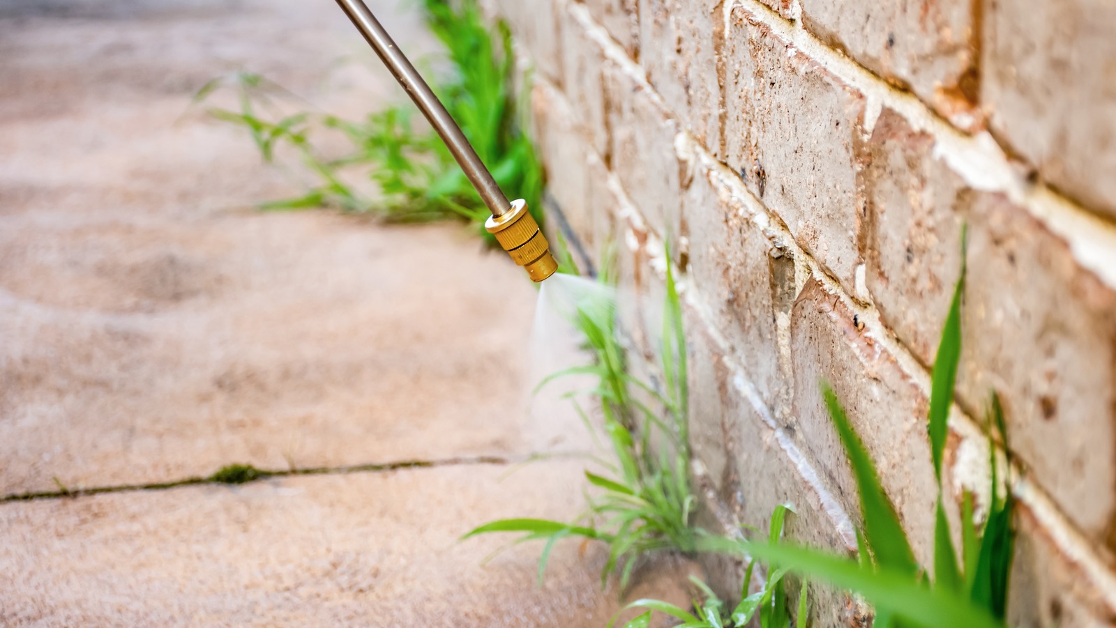 Think Twice Before Using Gasoline To Kill Weeds. Here