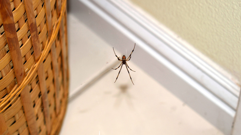 spider near basket in home