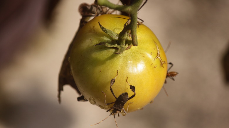 Stink bugs on tomato