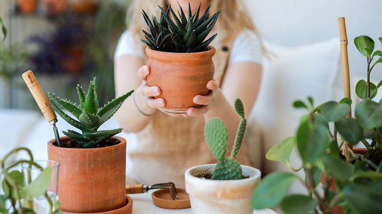 Gardener in working outfit looking after succulents in pots