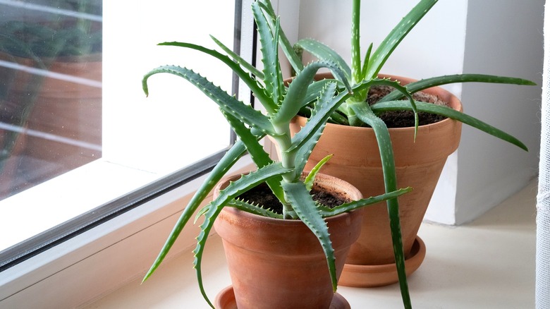 Different types of aloe on the windowsill. Aloe vera