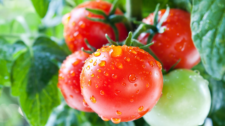 Tomato cluster with water droplets