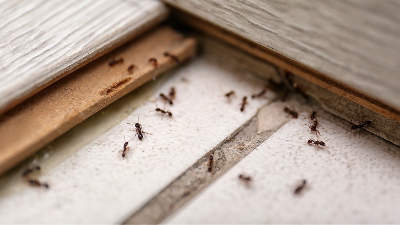 Ants crawling around home boards