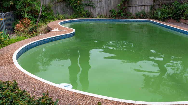 pool algae
