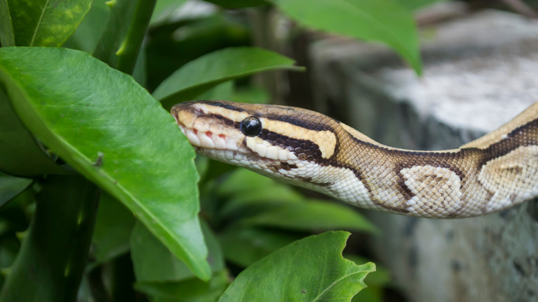 Python in yard
