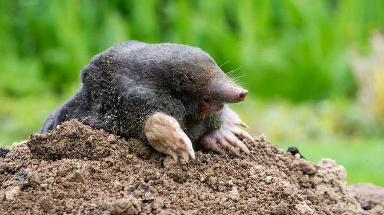 Garden mole crawling from molehill