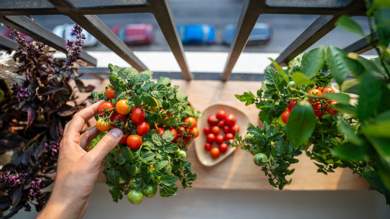 hand touching tomato plant next to a bowl of harvested cherry tomatoes on a window sill