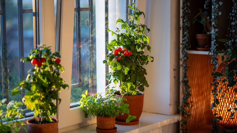 three cherry tomato plants in ceramic pots on indoor window sill