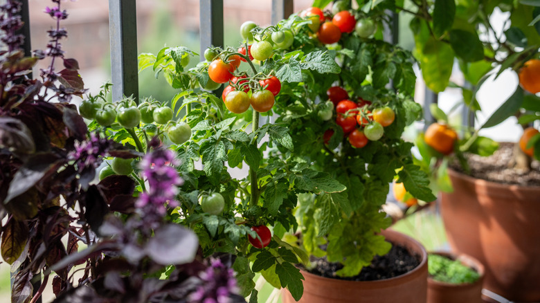 Green and red cherry tomatoes growing in a pot by a window