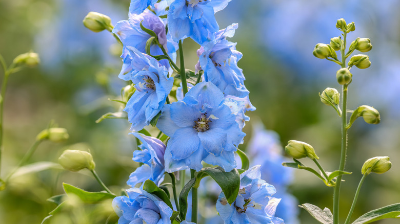 The cool blue of a delphinium flower