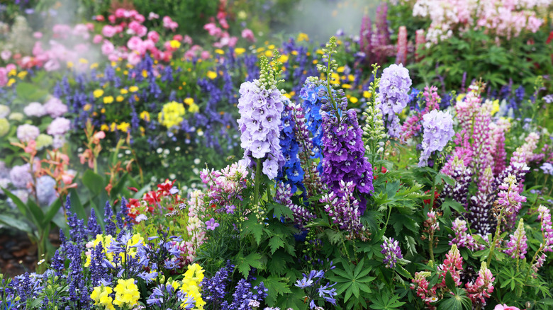 A garden full of beautiful flowers