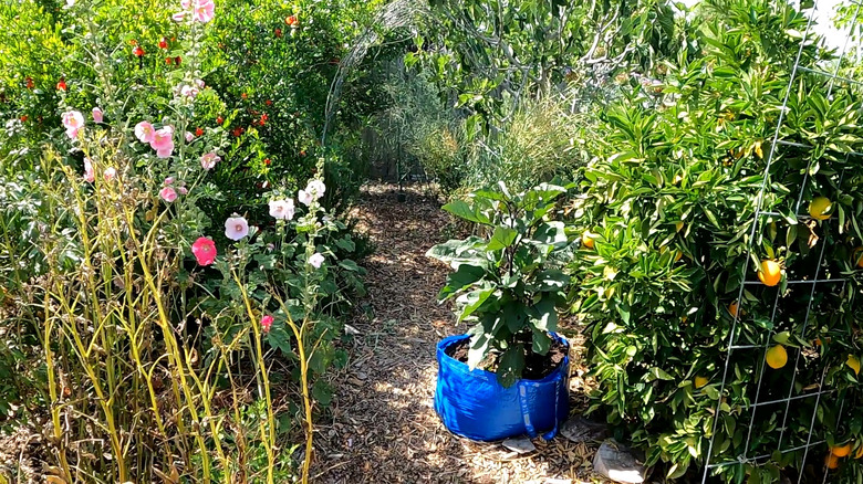 View of an IKEA bag being used as a grow in a garden, lemons and flowers around