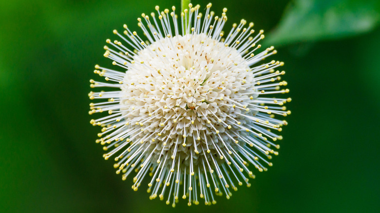 Sugar shack buttonbush in full bloom