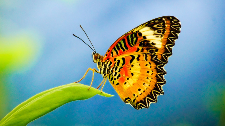 Orange and black butterfly sitting on a leaf