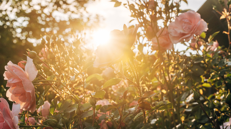Sun shining onto some pink flowers.
