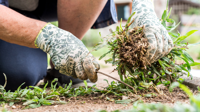 person with gloved hands weeding