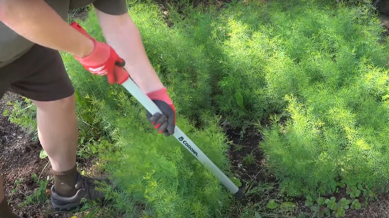 man with gloved hands weeding with corona weeding rake