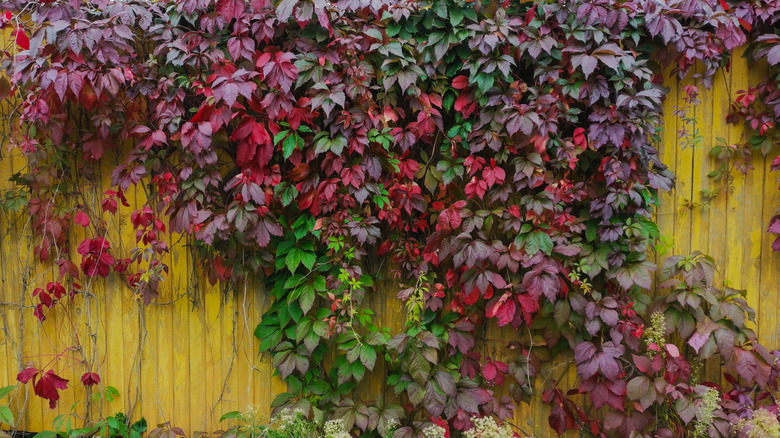 Virginia creeper on a yellow fence, its tendrils spilling leaves all over the surface